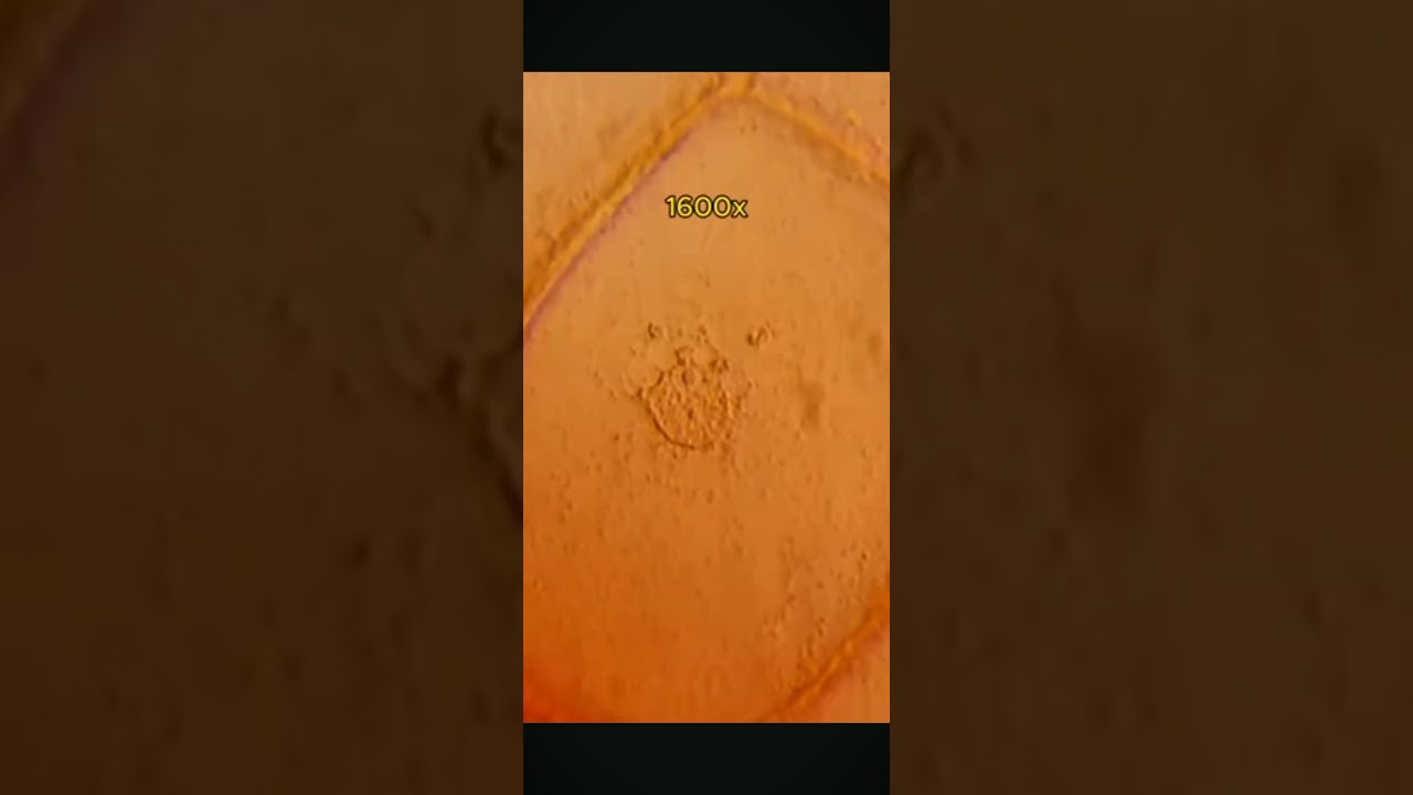 zooming into strawberry 