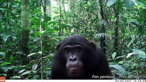 Drawn out of the shadows: Surveying secretive forest species with camera trap distance sampling