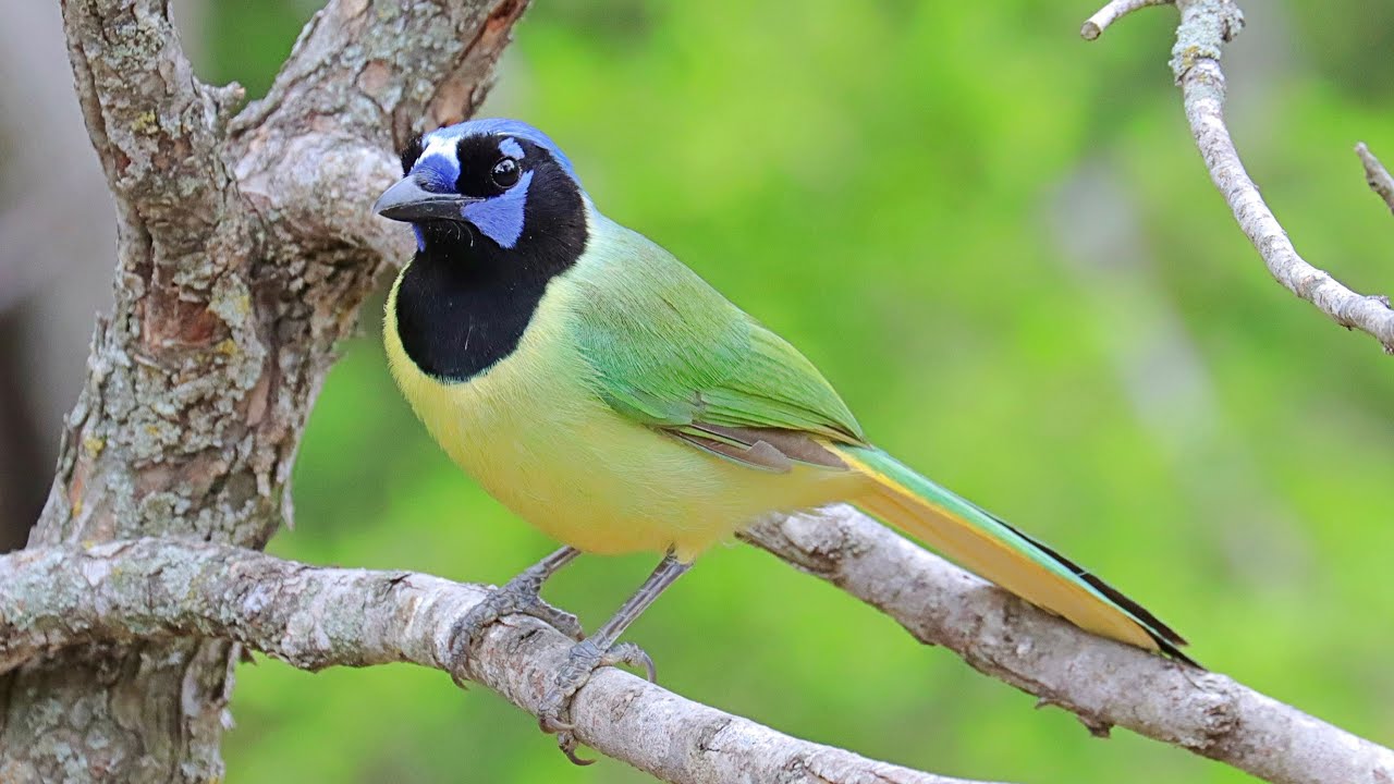 South Texas World Birding Centers: Bentsen RGV& Estero Llano Part 3/5