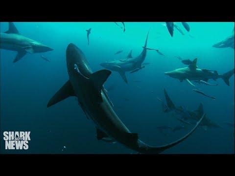 Sharks Are Helping Find A Cure For Cancer | Shark News