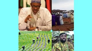 Information BUHARI IN ShOçK ØVER THE ƘillñGṢ oF 43 RICE FARMERS IN BORNO STATE. HEAR WHAT HE SAID. News