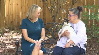Pet of the Week: Echo, the Rat Terrier-Mix