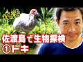 38.佐渡島といえばトキ！絶滅から復活を遂げた奇跡の鳥