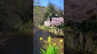 Spring🌷 Baden-Baden #badenbaden #travelvlog  #traveltogermany #travelingblog
