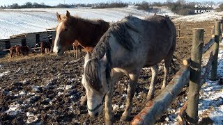 Последний приют | #ВУКРАИНЕ