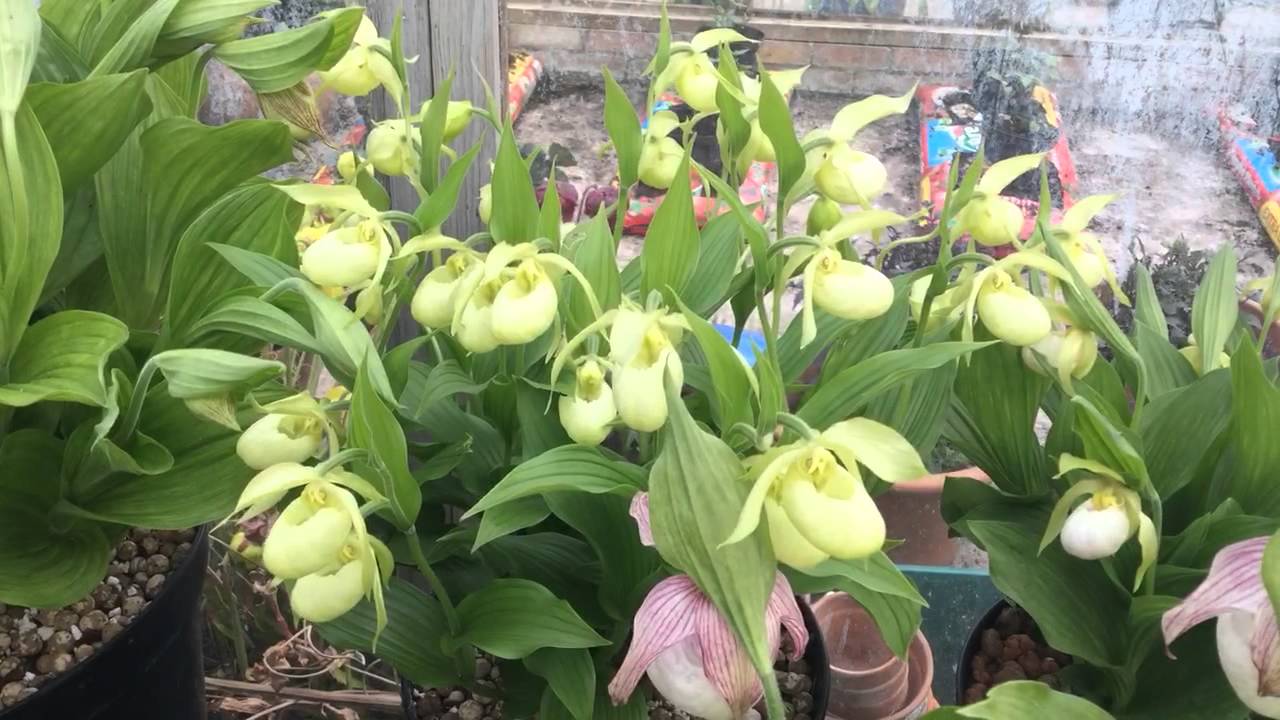 Cypripediums in pots three