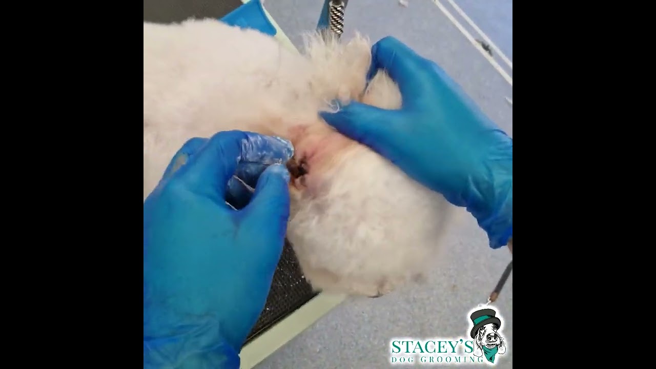 Services - Ear Plucking