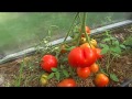 Урожай помидоров 2018 год.