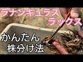 ラックス株分けのやり方【ラナンキュラス】【ガーデニング】【生産者】【園芸のぶチャンネル】