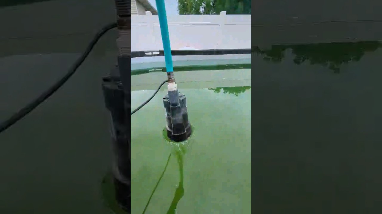 Worst part of summer NEVER ending algae battle DIY pool Vacuum summer