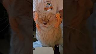 Stupid stuff Hooman Slave bought at 3 AM #catvideos #funnycatvideos