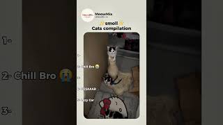 smoll cars 🥹 #shorts