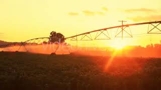 Agriculture Scene Sprinkler At Sunset - Stock Footage From Videohive