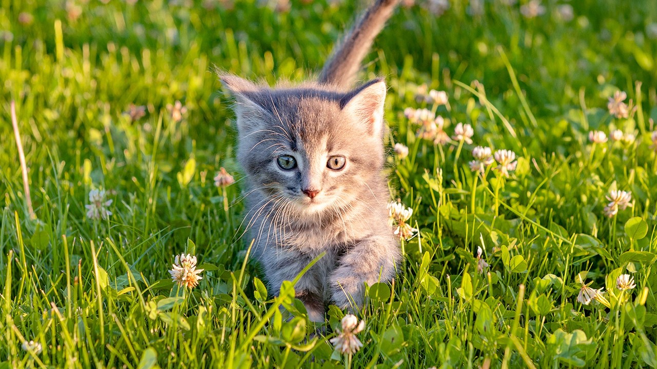 Успокойте свою встревоженную кошку под умиротворяющую музыку — любимая музыка кошек, целебные мел...