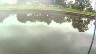 Toman Hunting 40 With Surecatch Pargus