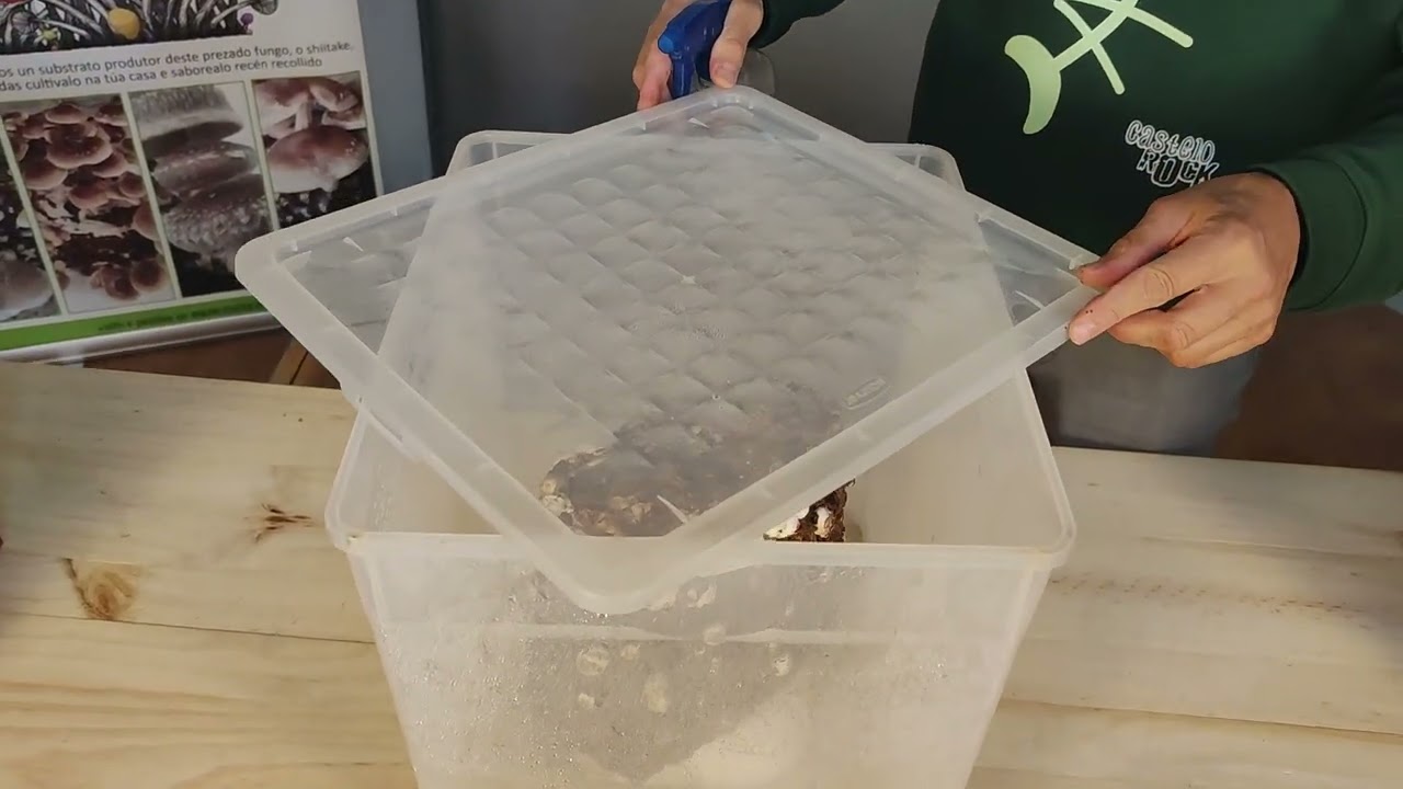 cultivo de shiitake en casa