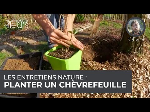 Vidéo: Chèvrefeuille Véritable (24 Photos) : Description Du Chèvrefeuille Commun (forêt). Chèvrefeuille De La Forêt Sauvage En Croissance