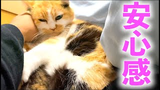 飼い主の手枕で寝る三毛猫まりも