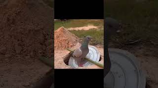 A Stupid Dove Falls Into a Primitive Trap #FunnyAnimals #DoveFails