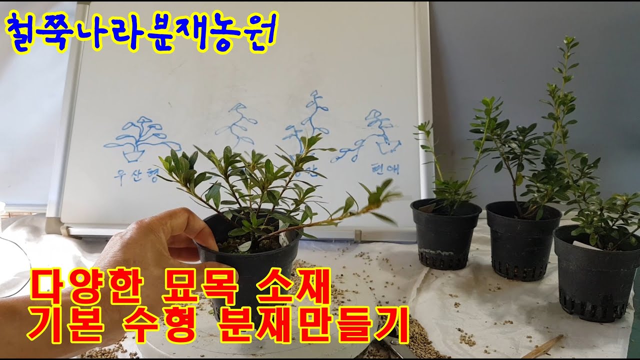 다양한 묘목소재 기본수형 분재만들기