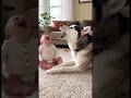 Mom Can’t Stop Laughing at Baby and Husky Duet 😂❤️