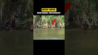 Jala ikan mahal di sungai lubuk larangan, jelajah nagari