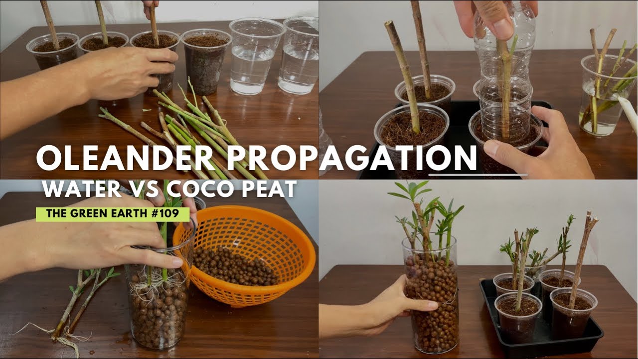 #109 : How to Grow Oleander from Cuttings? | Plant Propagation in Water and Coco Peat