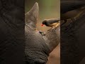 The Bird That Cleans a Rhino's Horn #4khdr #africansafari #aivideo