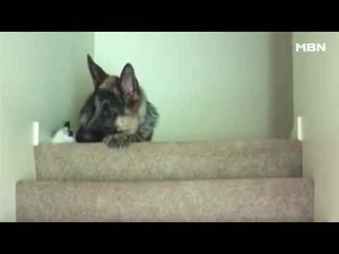 '심멎주의' 계단 위의 개와 고양이