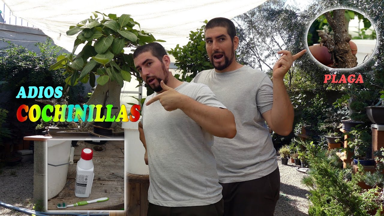 Di ADIOS a las cochinillas y otras plagas con ESTE Método