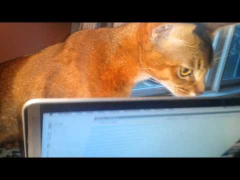 Rain Enjoying Spook's Ditty