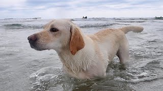 Labradors First Time At The Beach | Happy 4th Birthday!!! by Life with Labrador Lucy 28,391 views 8 months ago 10 minutes, 5 seconds