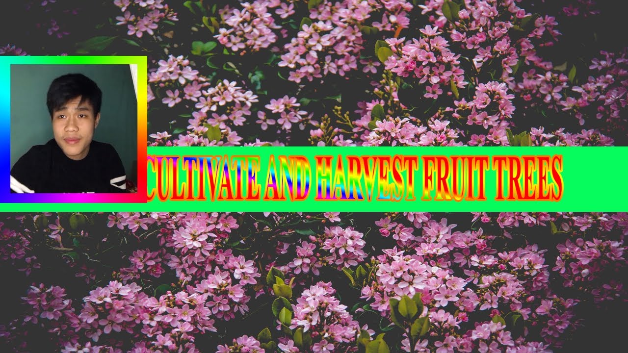 DUOC NGUYEN - HOW TO CULTIVATE AND HARVEST FRUIT TREES - YouTube
