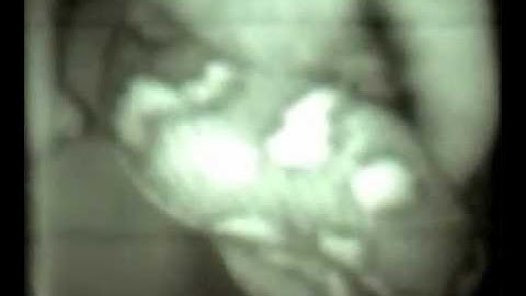 Mother and Baby Ringtail Possums Eaten by Python