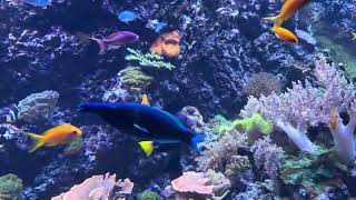 Aqwariom In Zoologischen Garten Berlin 12.03.26