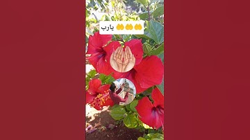 يارب 🤲 دعاء رائع جداً 🤲 دعاء الصباح 🤲 أذكار الصباح 🤲 حالات واتس 🤲 صباحيات 🤲 #دعاء_الصباح #دعاء