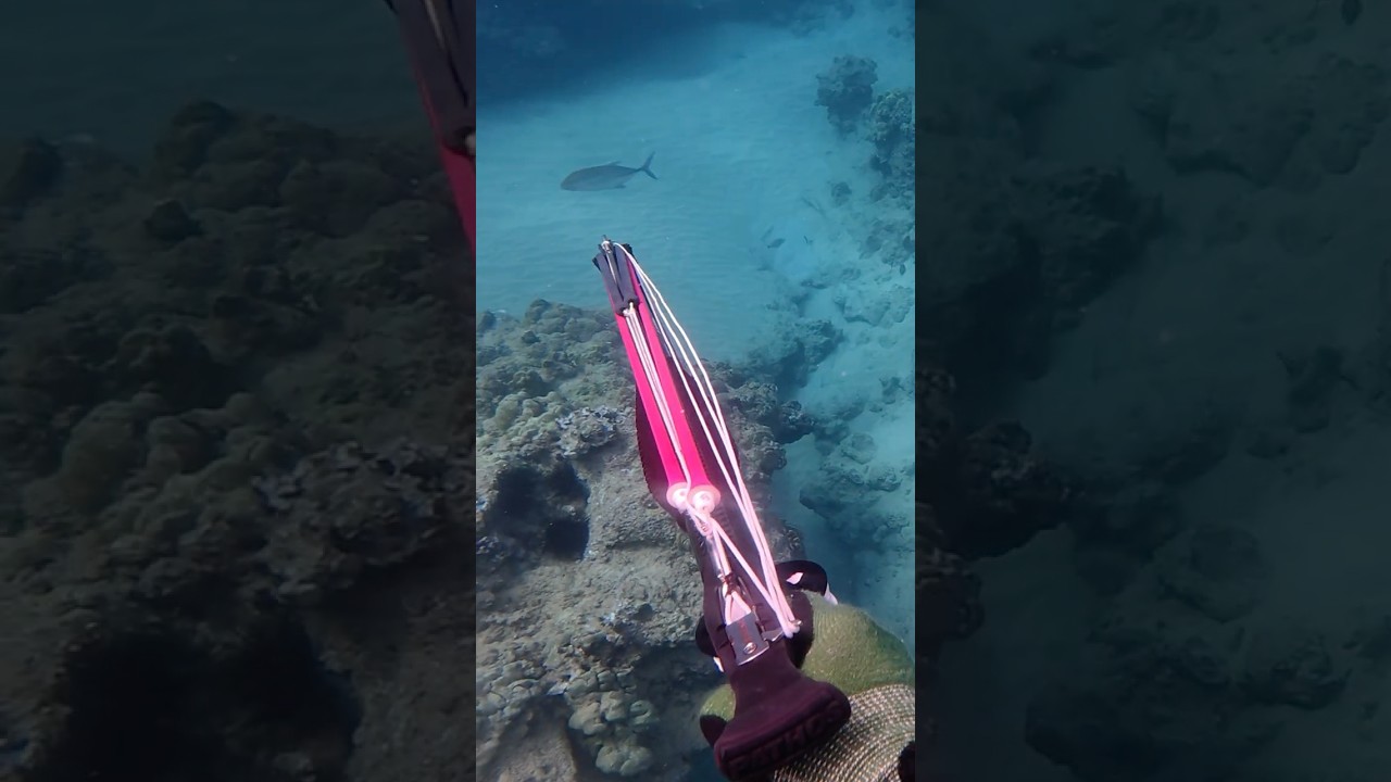 Sniping a Stunning Blue Spotted Trevally – Spearfishing Action!