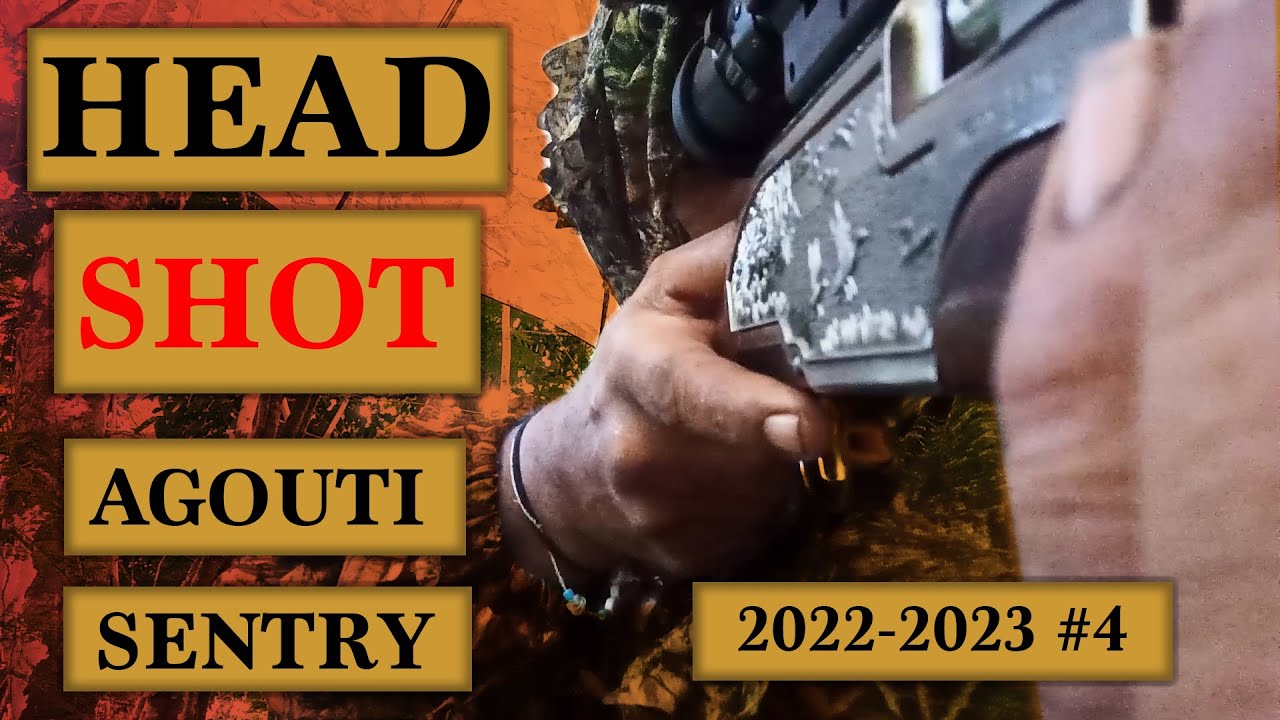 HEAD SHOT Agouti Sentry  4 