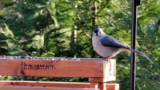 Galaxy S21 Ultra 10X 4K Sample