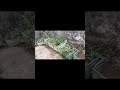 vegetable garden#my vlog #ytvideoes