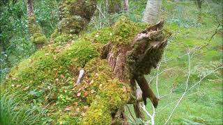 Pine Martens from 3 Reserves
