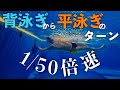 背泳ぎから平泳ぎのターン　超絶スロー