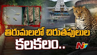 Leopards roamed | తిరుమలలో చిరుతపులుల కలకలం.. | Ntv