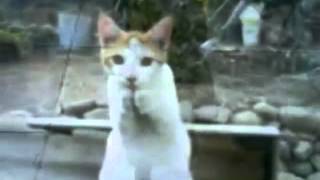 Happy Birthday, Trance Style! #1 - Funny Cats