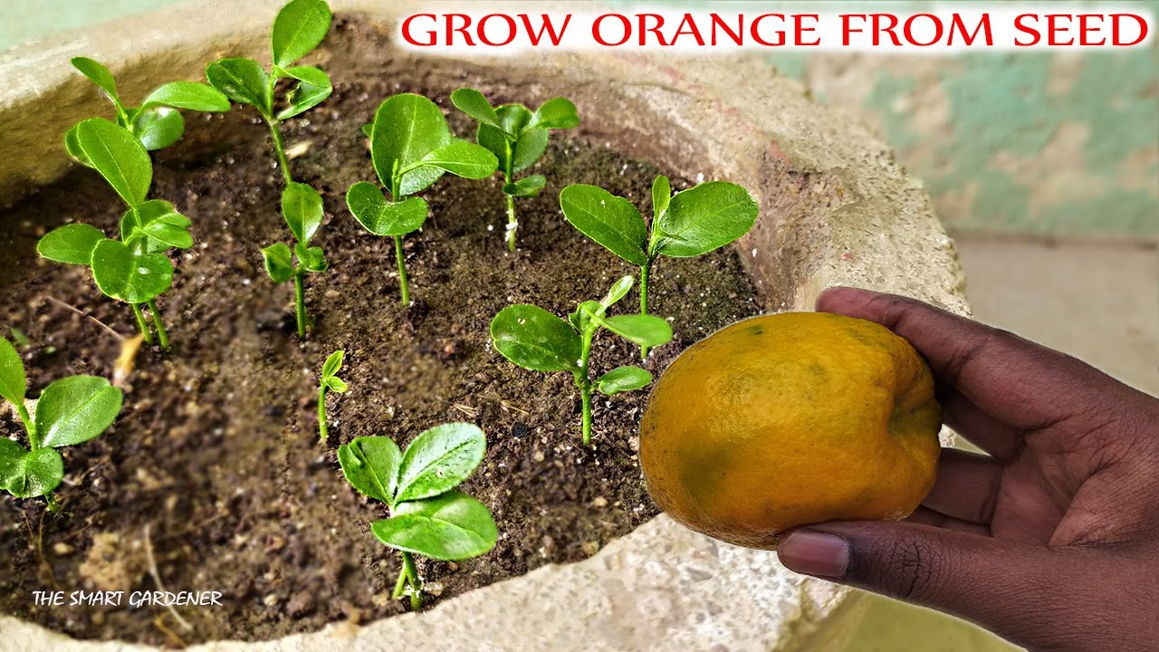 Grow Orange Plant From Seed बीज से उगाएं संतरा 22 Days Only At