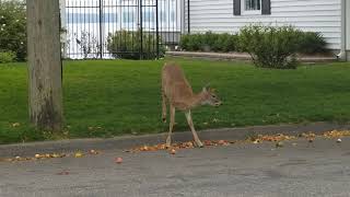 You're drunk deer, go home.