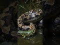 Strange Animals You've Never Seen
