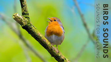 Birds Singing - Bird Sounds Relaxation, Stress Relief, Environment Nature Sounds