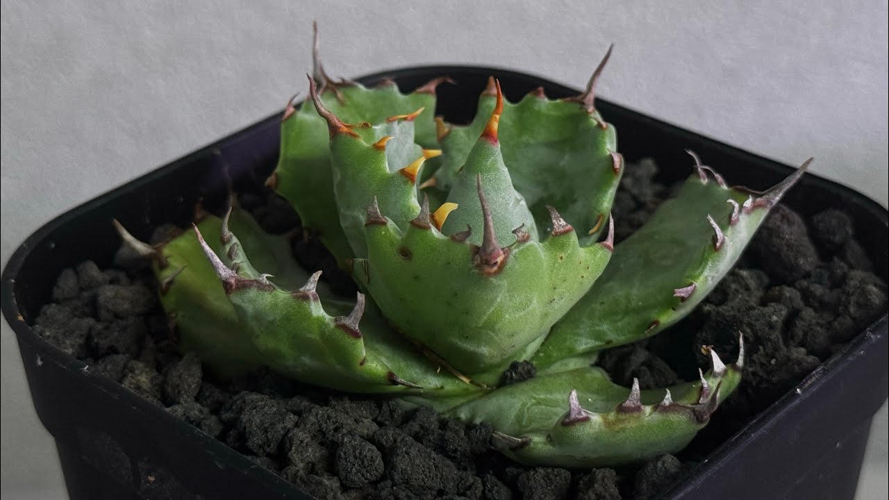 20251222 アガベ・姫蠍蟹 (小株)-007｜Agave gypsophila x isthmensis