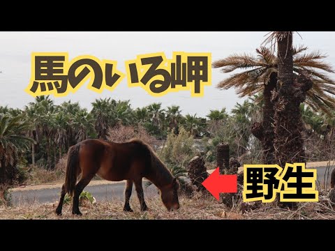 [遭遇率100%]野生の馬がいる日本で唯一の岬に行ってきた[宮崎]